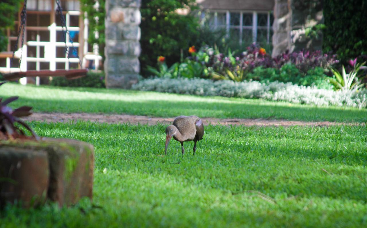 Amani Gardens Inn نيروبي المظهر الخارجي الصورة